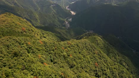 Hermoso-Vuelo-Cinematográfico-De-Drones-Sobre-Un-Denso-Y-Exuberante-Bosque-Verde-De-Verano