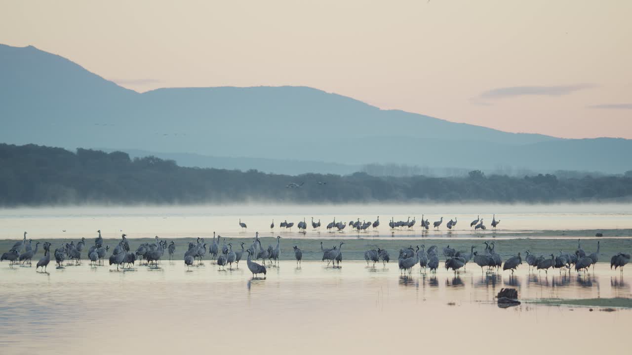 Group of cranes waking up at the roost during the wintering, within the lake, before dawn
