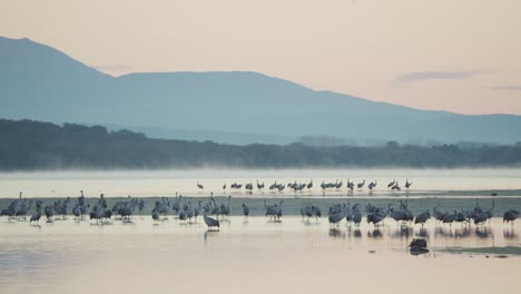 group of cranes waking up at the roost during the wintering, within the lake, before dawn