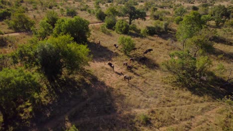 ñus y antílopes eland reunidos en la sabana africana salvaje, antena