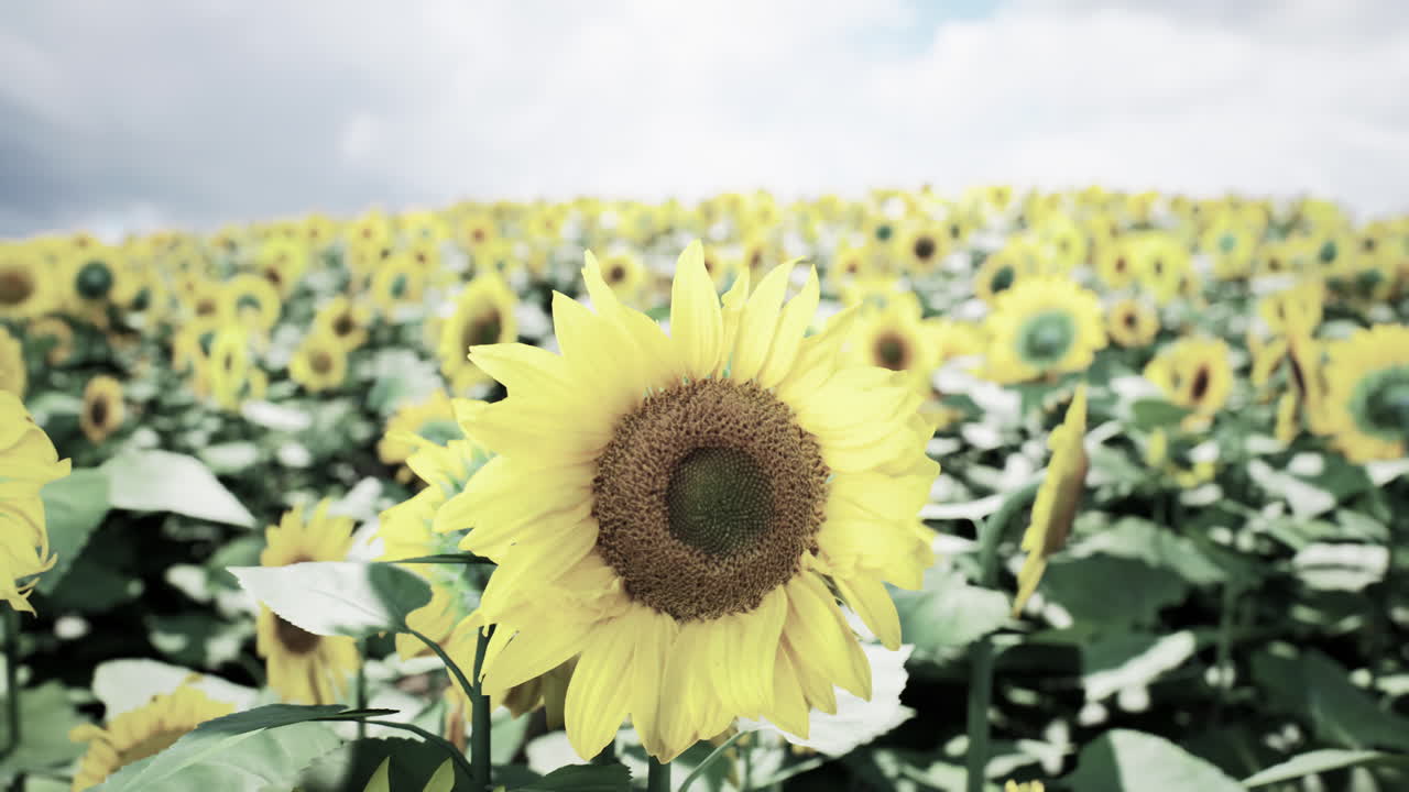 Sunflowers blooming vibrantly in a sunny field under a blue sky