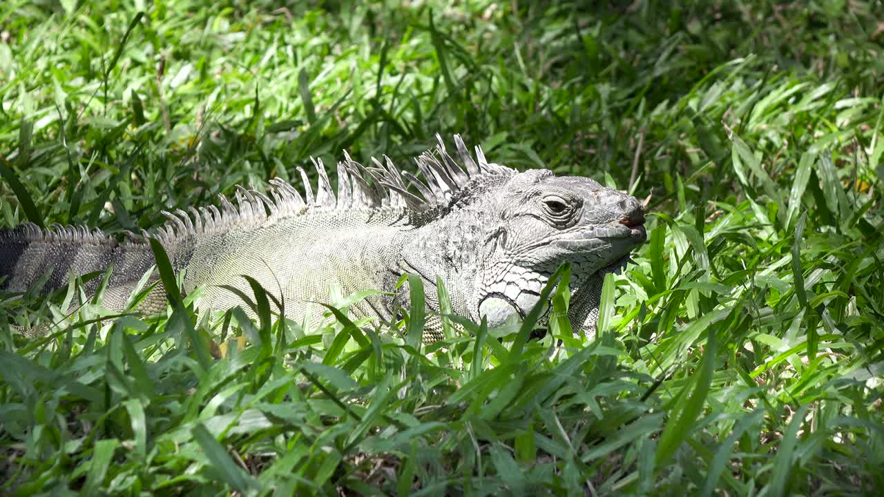 초록 잔디 위 에 있는 큰 초록색 이구아나