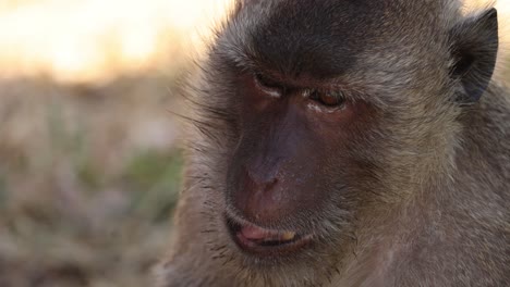 a monkey chews food thoughtfully in nature.