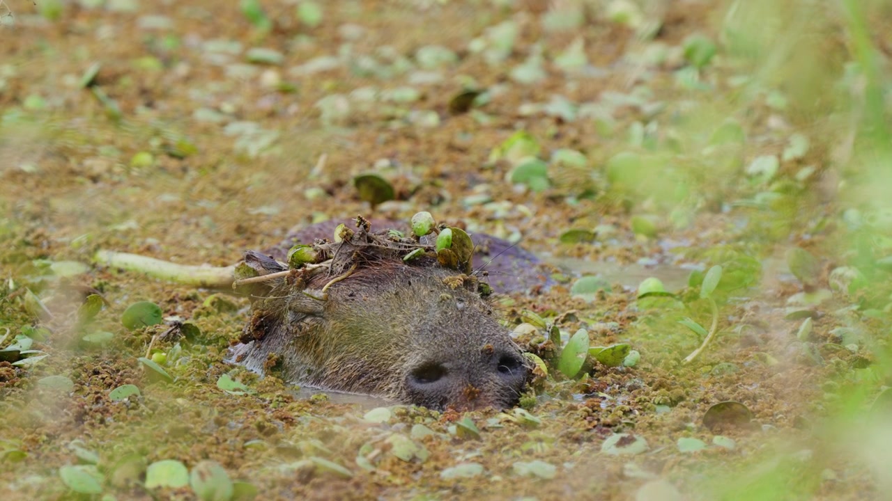 Capybara lies almost fully submerged in a mat of duckweed and floating plants, its head camouflaged by vegetation in the Ibera Wetlands of Argentina.