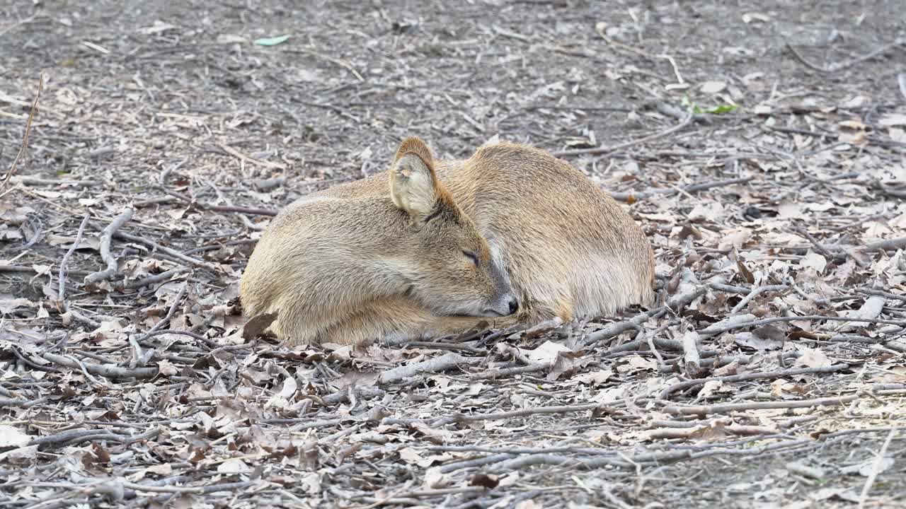 Young Deer Sleeping on the Cold Winter Grounds