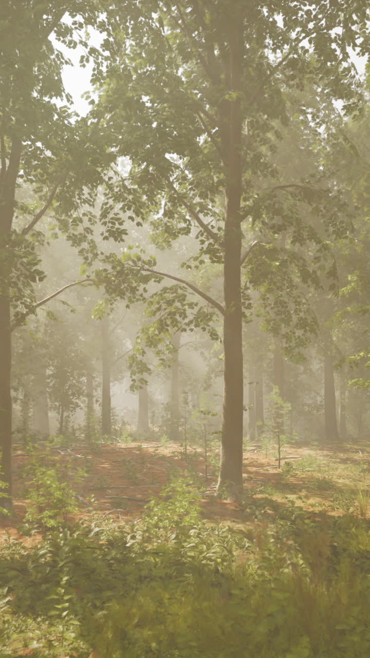 안개 숲의 장면