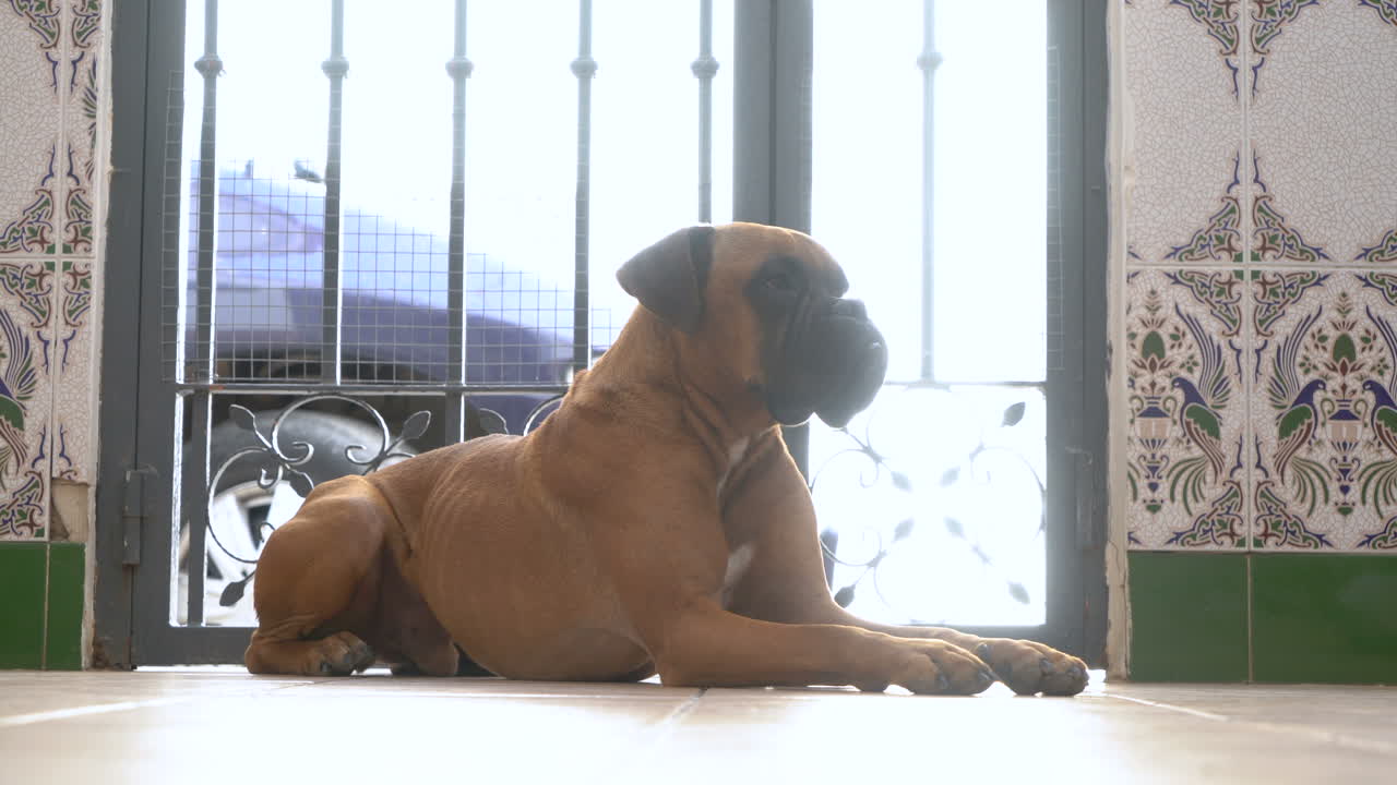 Boxer dog laying on tiled floor near a gate