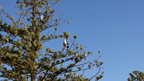 cormorants rest on a tall pine tree against a clear blue sky during sunset in akaroa, new zealand
