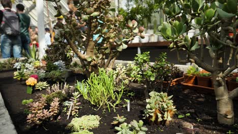 succulent plants in a greenhouse