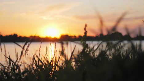 Wunderschöner-Sonnenuntergang-An-Einem-See-Mit-Silhouetten-Aus-Schilf-Und-Herumfliegenden-Insekten-Im-Vordergrund