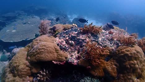 Volando-Sobre-Un-Acuario-Natural-Con-Grandes-Estructuras-De-Coral