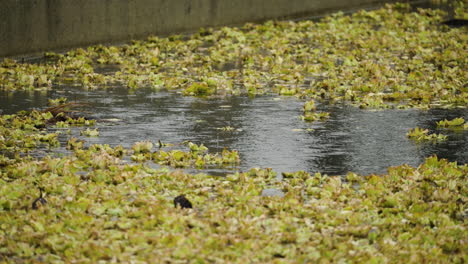 a close-up of raindrops falling on top of echo park lake with vegetation