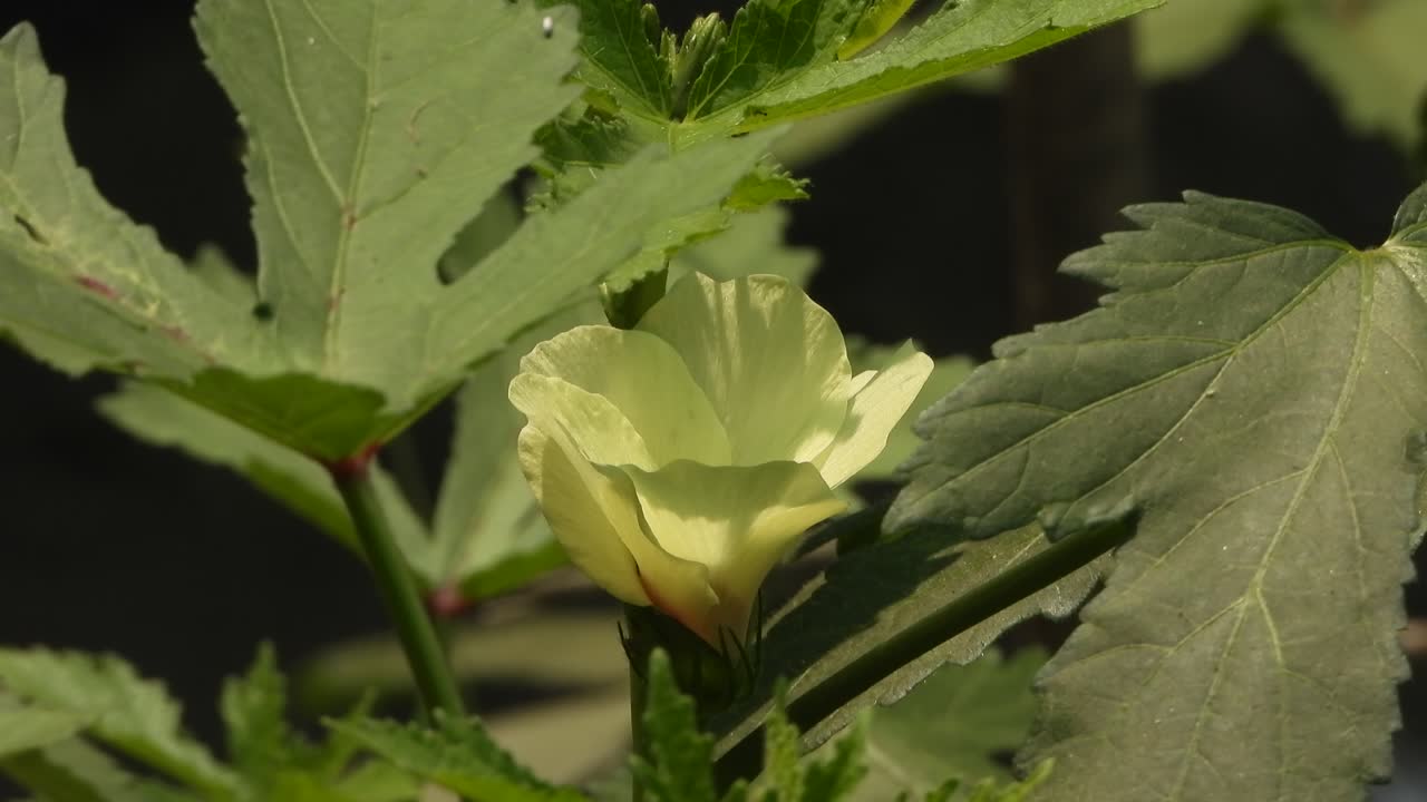 flor de verdura de dedos de dama - hoja verde