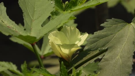 ladyfingers vegetable flower - green leaf