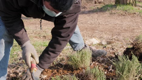 jardinero en excavaciones de máscaras con cuchara de jardín y tomillo de planta manual en el bosque en un día soleado de invierno - cierre, cámara lenta