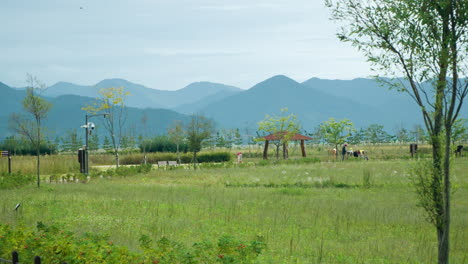 smg saemangeum environment ecological complex - people walking on park trails exploring wild nature with mountain range in background - panning