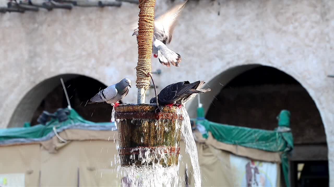 palomas bebiendo agua en souq waqif en doha, qatar