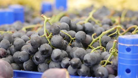 freshly picked red grapes in a blue crate