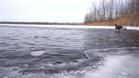 ganada goose swiming on a frozen lake