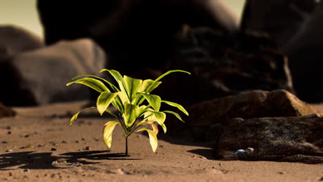 planta verde en la playa de arena