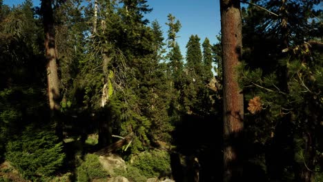 hermosa antena sobre el desierto de la montaña de pinos y los árboles programados para ser talados y eliminados del hábitat 3