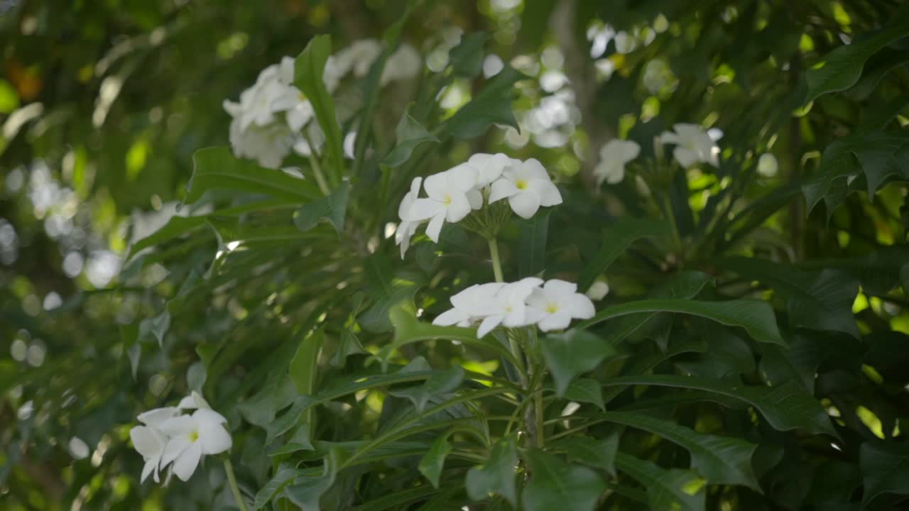 hermosas flores blancas, flora tropical exótica de la selva tropical