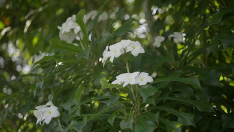Wunderschöne-Weiße-Blumen,-Tropische-Exotische-Regenwaldflora
