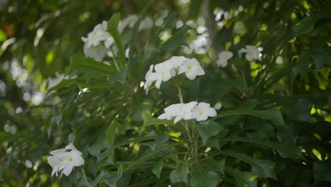 Beautiful-white-flowers,-tropical-exotic-rainforest-flora