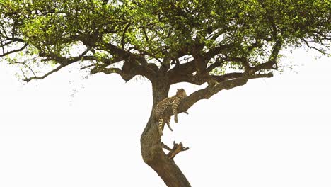 leopard in africa, beautiful masai mara wildlife animals, lying on a branch up resting up an acacia tree on maasai mara african safari in maasai mara national reserve, kenya