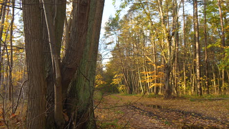 golden light filters through trees with autumn leaves in a peaceful forest setting