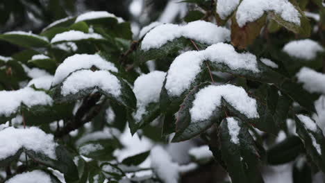 frozen branches