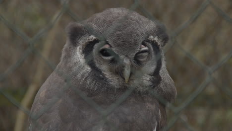 close up of large owl looking at camera