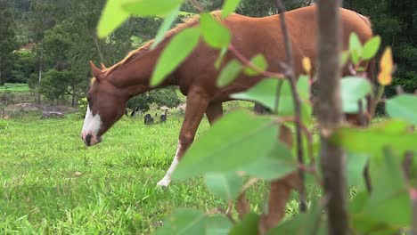 un caballo en campo abierto comiendo hierba durante el verano en brasil