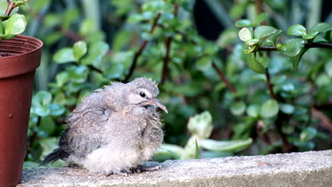 Fluffy-laughing-dove-preens-down-feathers,-and-sits-down-for-a-rest,-tele-shot