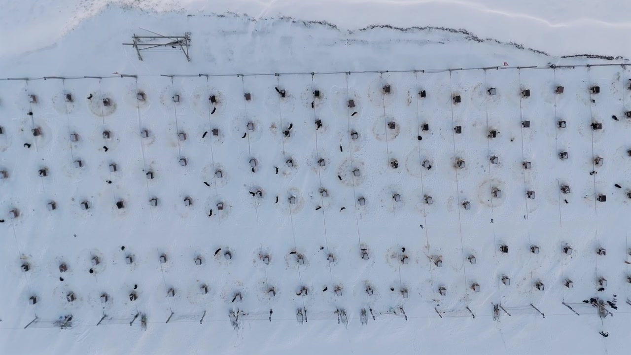 Drone descends top down over dense organized rows of sled dog houses in the snow capturing the structured order of a working Arctic sled dog kennel