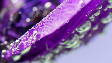 close-up of a purple flower petal underwater