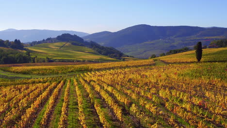 aerial shot of a vineyard and mountains under a sunny sky, wide forward shot