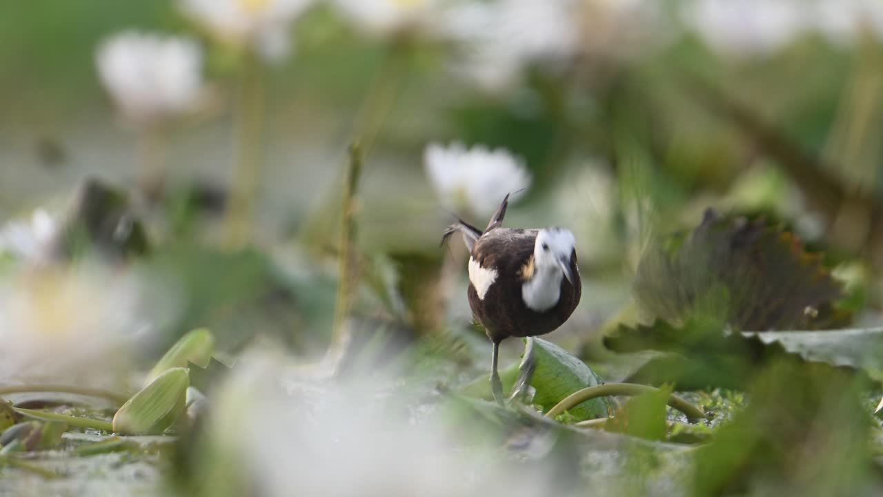 jacana de cola de faisán la reina de los humedales en el hermoso hábitat de las flores de lirio de agua