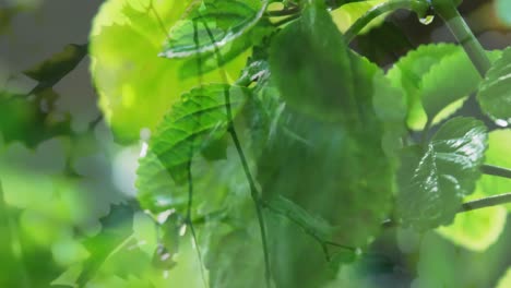 composite video of leaves on a tree against water falling over plants