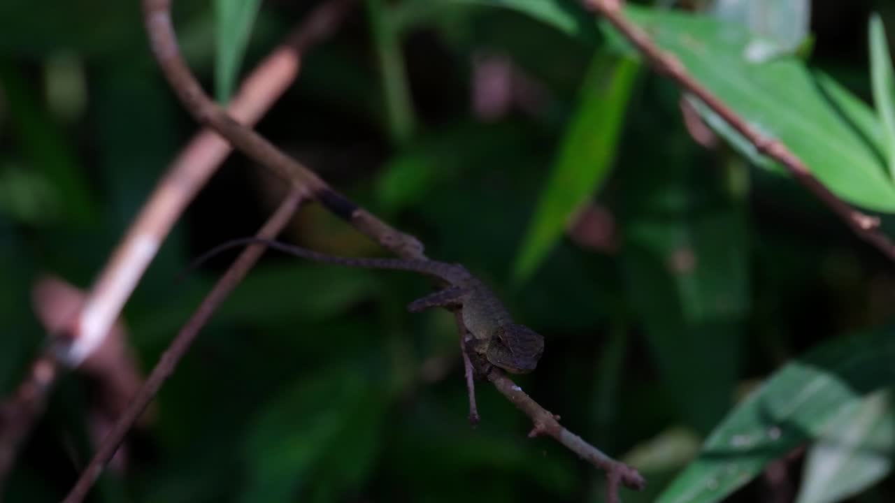 visto desde un punto de vista más alto exponiendo su longitud completa mientras observa algunas presas y de repente salta para capturar su comida, lagarto de jardín oriental, calotes versicolor, tailandia