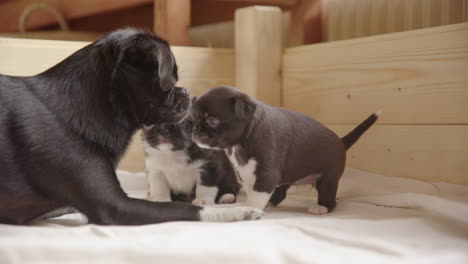Eine-Japanische-Chin-Chihuahua-Mischlingsmutter-Spielt-Mit-Ihren-3-Wochen-Alten-Welpen