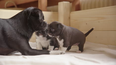 Una-Barbilla-Japonesa,-Madre-Mezcla-Chihuahua-Juega-Con-Sus-Cachorros-De-3-Semanas