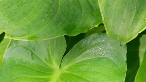 green sunlit tropical leave