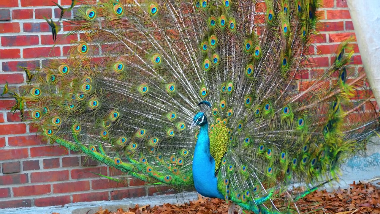 Pavão macho exibindo penas coloridas da cauda contra parede de tijolos. Pavão-indiano com plumagem da cauda em forma de leque em frente a um fundo de tijolos vermelhos
