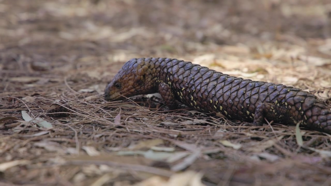 De Shingleback beweegt over gebladerte; het is een zwaargebouwde hagedis met schubben die lijken op dennenappels, te vinden in droge gebieden van Australië. De wetenschappelijke naam is Tiliqua rugosa