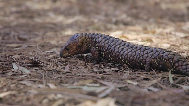De Shingleback beweegt over gebladerte; het is een zwaargebouwde hagedis met schubben die lijken op dennenappels, te vinden in droge gebieden van Australië. De wetenschappelijke naam is Tiliqua rugosa