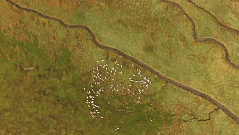 Shephard-dog-looking-after-sheep-flock-in-green-meadow,-aerial-top-down-view