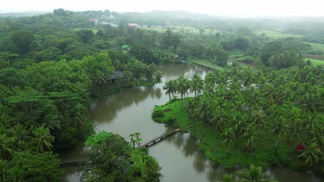 a moderate-paced drone glides over dense coconut trees, moving closer to the lake’s edge, showcasing the serene transition from lush foliage to calm laguna waters