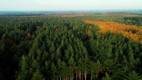 Vast-Deciduous-Forest-During-Autumn-Season-In-Holland,-Netherlands