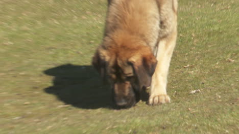 dog in a field